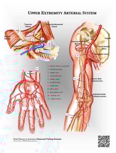 Arm and hand arteries anatomy poster..