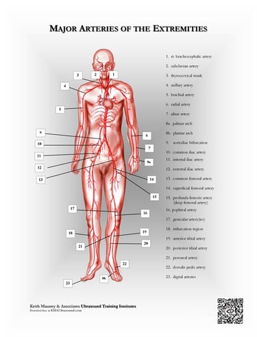 Major arteries of the body anatomy chart..