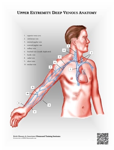 Upper extremity veins anatomy chart.
