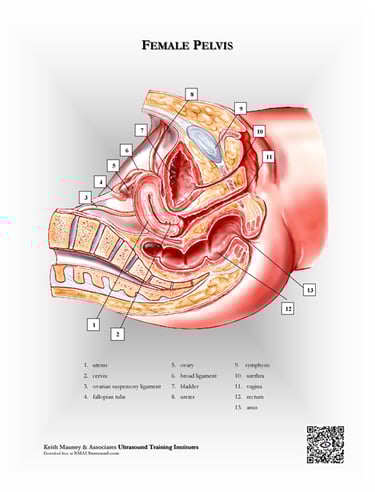Female pelvis- longitudinal view. anatomy chart.