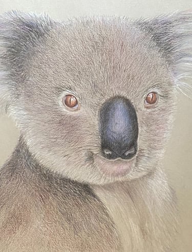 Koala drawn in coloured pencils