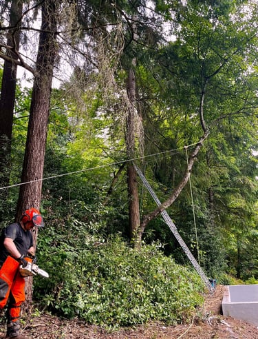 A hazardous tree removal with crew member next to the rigged leaning tree