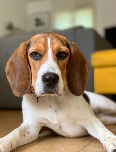 Beagle posant pour la photo