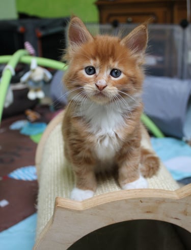 a kitten sitting on a cat bed with a cat on it's back