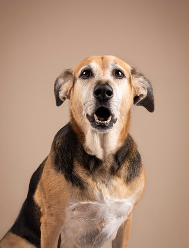 mascota en foto estudio profesional