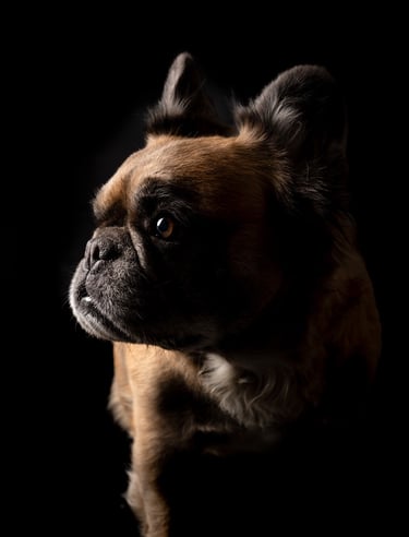 pneuma estudio bulldog perro en bogota fluffy