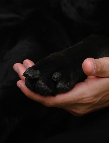fotografia de perro con dueño