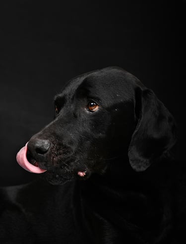 foto de mascota perro en bogota