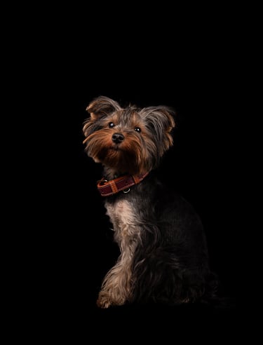 fotografia de perro en estudio