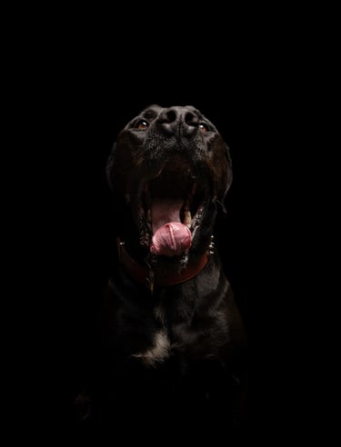 fotografia de pitbull en bogota