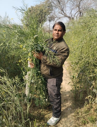 A man stands in a rural mustard field holding a bundle of tall green mustard plants.