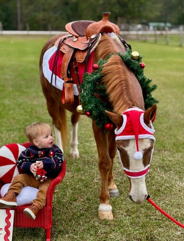 A very little toddler in wonder of Snickers the Santa pony