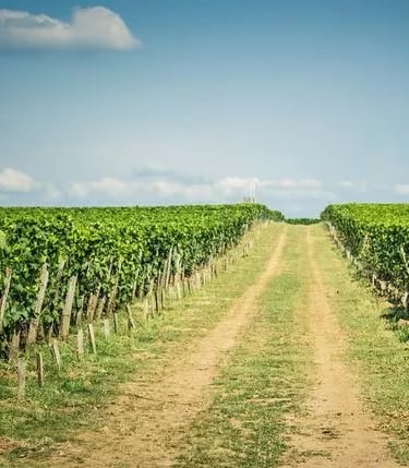 AVI Venture Studio agriculture related startup vertical to encourage farmers & youth start their agri tech startups