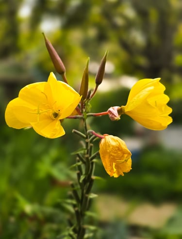 a yellow flower with a green background