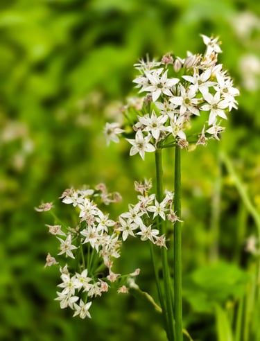 a plant with white flowers in a field