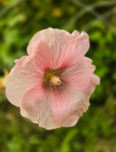 a pink flower with a green background