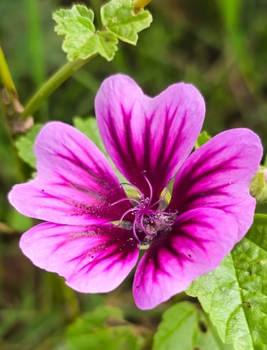 a pink flower with a green leaf on it