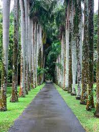 Sir Seewoosagur Ramgoolam Botanical Garden
