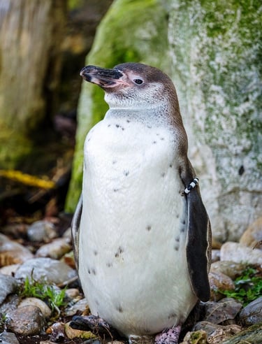 pinguino