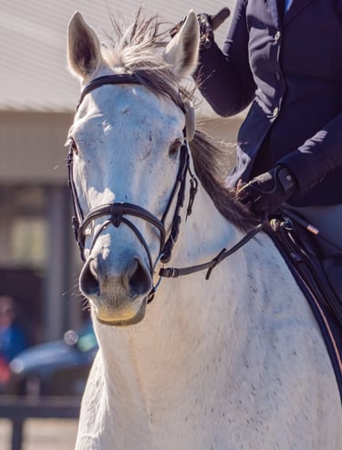 Close-up of a white horse’s head wearing a bridle, with a rider partially visible in the saddle.