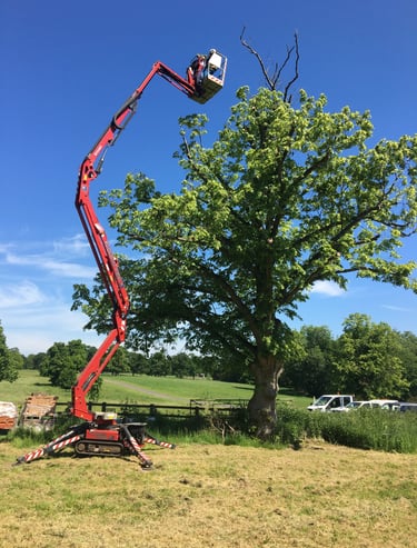 MEWP aerial pruning