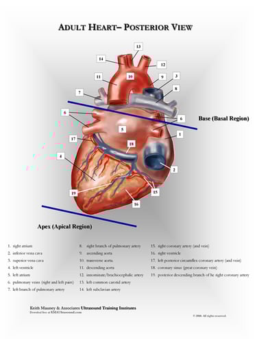 Adult heart- posterior view anatomy chart.