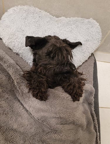 Future maman Schnauzer nain noir