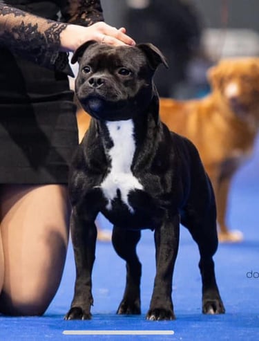 Staffordshire bull terrier allevamento