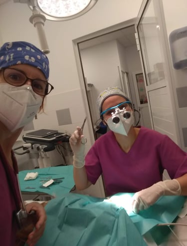 conjuntivitis en gatos