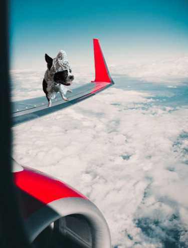 Yoki photo shopped on a plane wing.
