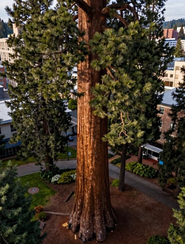 A vertical aerial panorama showing the full height of a giant sequoia tree from base to crown in an urban lot in Eugene, Oregon. The surrounding city blocks are visible in the background.