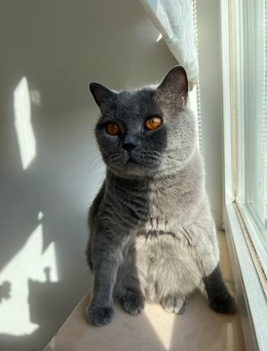 Britisch Kurzhaar Katze am Fenster - fluffy family - Mobile Katzenbetreuung 