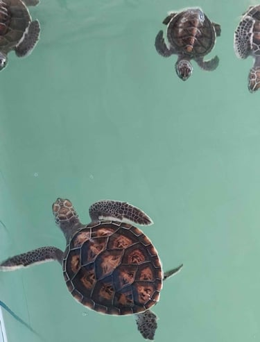 thailand khao lak turtle conservation centre turtles