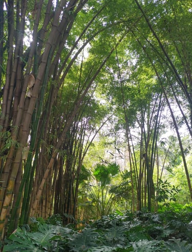 Jardín Botánico - Histórico La Concepción in Malaga