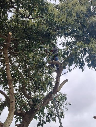 Professional arborist pruning a large tree using a ladder and safety gear under a cloudy sky.
