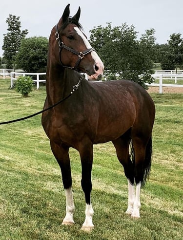 Atendimento veterinário equino para preservação do valor do investimento