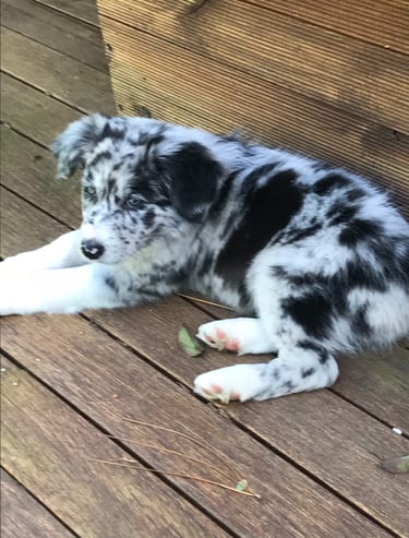  blue merle border collie puppies stud dog 