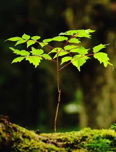 a small tree growing out of a mossel