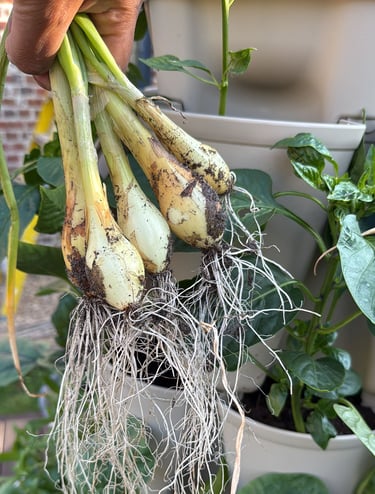 Fresh Harvest – Spring onions straight from the GreenStalk to your plate