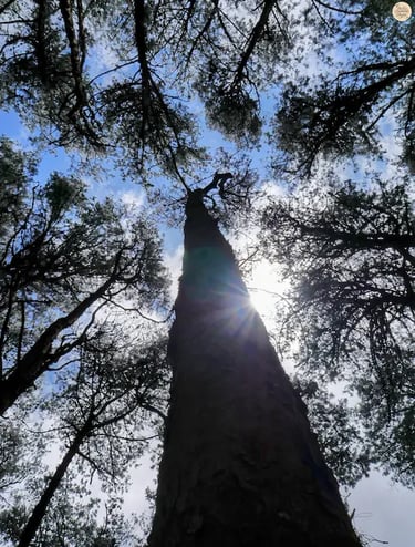 Sun rays piercing tall pine trees in Kodaikanal pine forest.