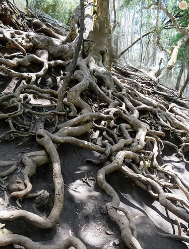 Gnarled and twisted tree roots inside Guna Cave, Kodaikanal.