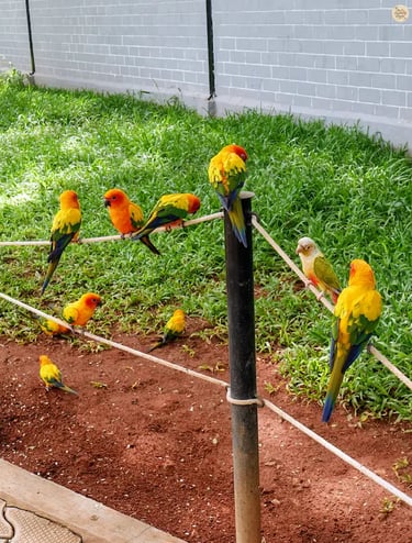 Brightly feathered birds resting on a rope at Rajali Bird Park, Thanjavur