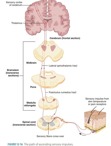 a diagram of the structure of the brain