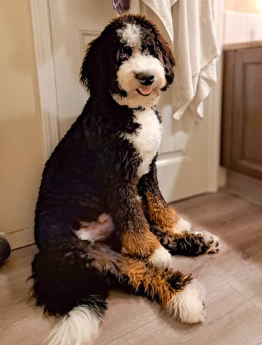 Older Puppy for Rehoming