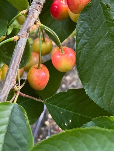 Cerezas en Nueva Zelanda