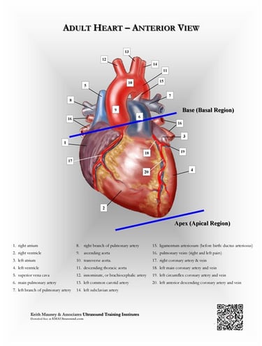 Adult heart- anterior view anatomy chart.