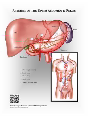 Arteries of the upper abdomen anatomy chart.