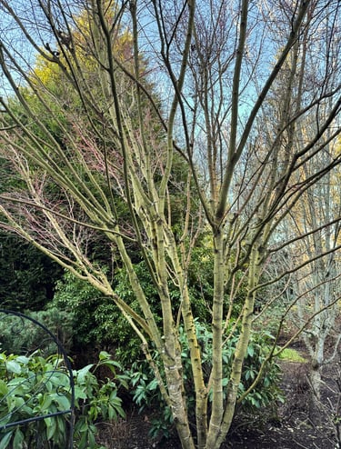Spring time tree pruning to shape the tree in Woodinville WA