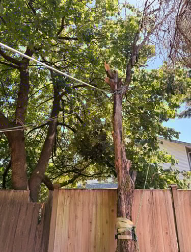 Tree removal with rigging in northern King County
