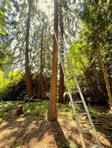 A tree service in Bothell, WA preparing for a tree removal with ladder and rope